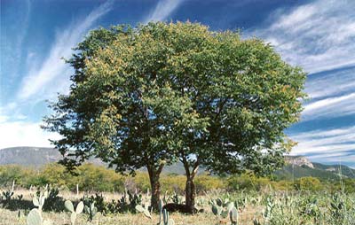 Planta Inteira da Amburana de Cheiro