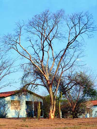 Planta inteira da Cumarú com casca nova.