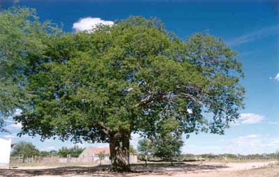 Planta Inteira do Angico.