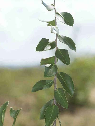 Detalhe do Ramo com Folhas da Planta Bom Nome