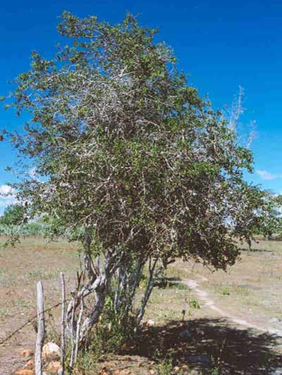 Planta Inteira do Bom Nome.