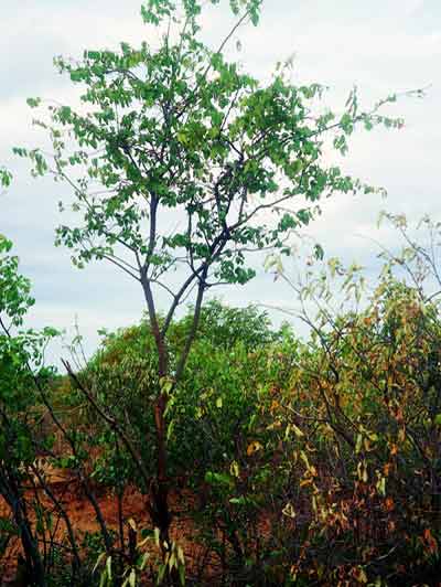 Planta inteira do Feijão Bravo.