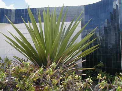 Detalhe da Planta Gravatá plantatada em área urbana.