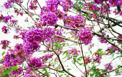 Detalhe do ramo florido da planta Pau D'Arco Roxo com flores roxa.