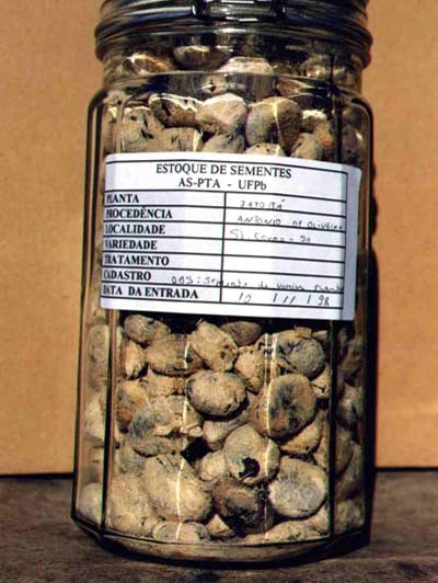 Sementes de jatob&aacute; armazenadas.