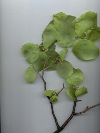 Detalhe da Flor (Inflorecência) da planta Juazeiro