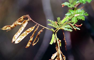 Detalhe do Galho com Folhas e vargem velha e botões de flor da Planta Jurema Preta.