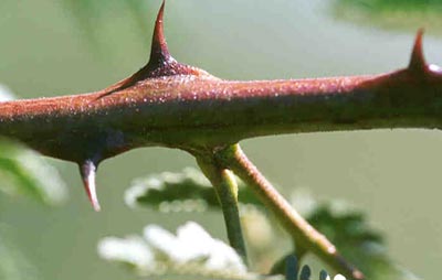 Detalhe de um Galho com Espinhos da Planta Jurema Preta