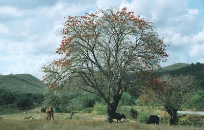 &Aacute;rvore (Planta Inteira) da Mulungu