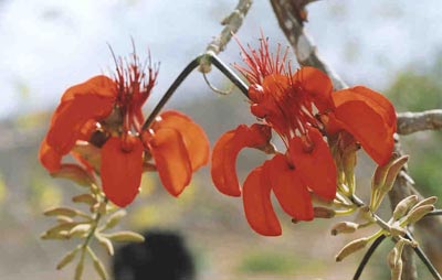 Detalhe da Flor da Planta Mulungu e alguns botões