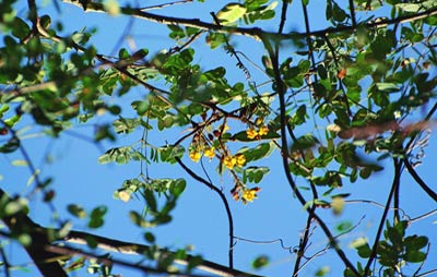 Detalhe do galho com flores, folhas e vargens novas da planta Jucá.