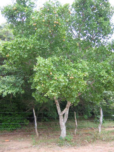 Planta Inteira do Bom Nome.