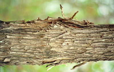 Detalhe da casca do tronco da árvore da planta Sabiá.