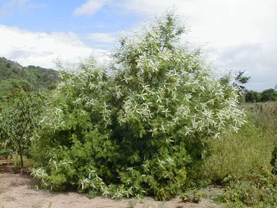 Planta inteira da Sabiá florada.