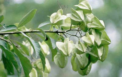 Detalhe do Ramo com Frutos da Planta Pau Branco