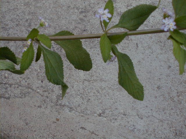 melissaofficinalis.jpg