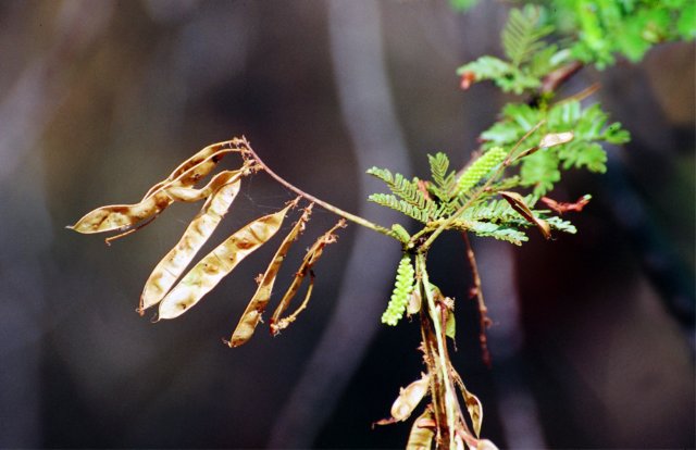 mimosatenuiflorawilldpoir.jpg