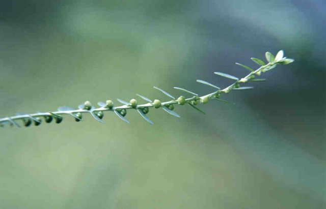 phyllanthusniruril.jpg