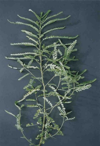 phyllanthusniruril2.jpg