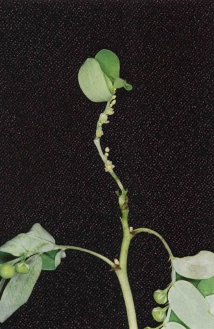 phyllanthusniruril4.jpg